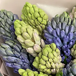 Букет из 15 гиацинтов (микс)