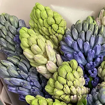 Букет из 15 гиацинтов (микс)