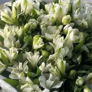 Букет из 21 белой альстромерии