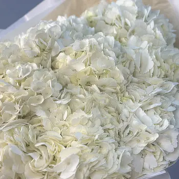 Букет из 11 белых гортензий