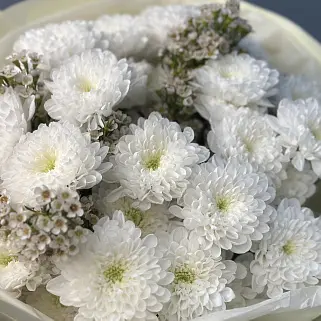 Букет из 5 хризантем Baltica и ваксфлауэра