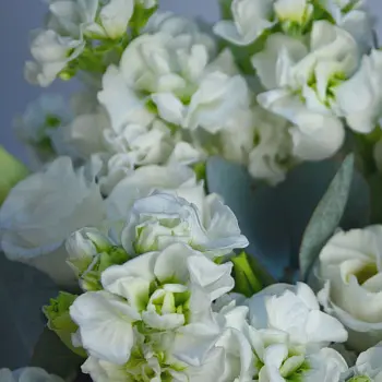 Свадебный букет невесты из эустомы и маттиолы