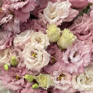 Букет из 21 розовой эустомы