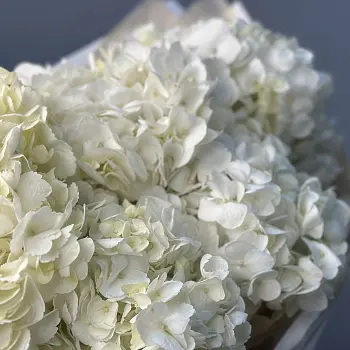 Букет из 5 белых гортензий