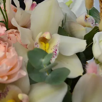 Корзина с орхидеями Белла