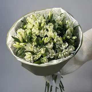 Букет из 21 белой альстромерии