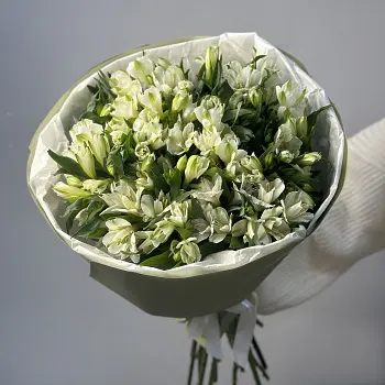 Букет из 21 белой альстромерии