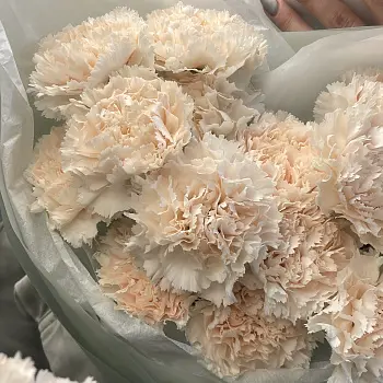 Букет из 15 персиковых гвоздик