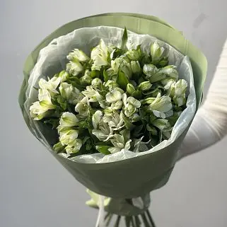 Букет из 15 белых альстромерий
