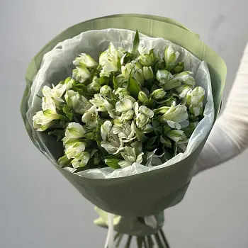 Букет из 15 белых альстромерий