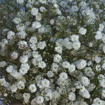 Свадебный букет невесты из гипсофилы