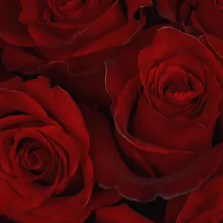 Букет из 51 красной розы 50см