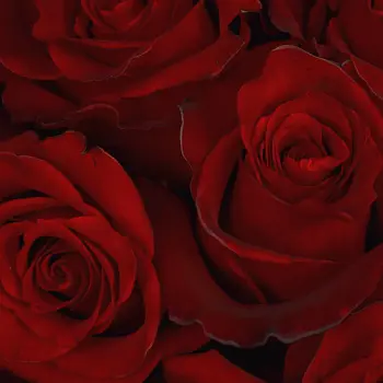 Букет из 51 красной розы 50см