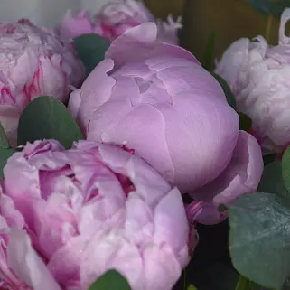 Букет в шляпной коробке из 11 пионов