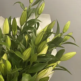 Букет из 15 белых лилий