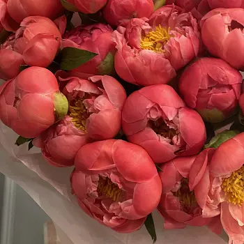 Букет из 25 пионов Coral Sunset