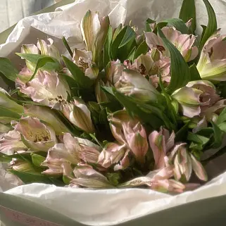 Букет из 7 розовых альстромерий
