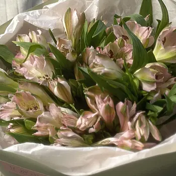 Букет из 7 розовых альстромерий