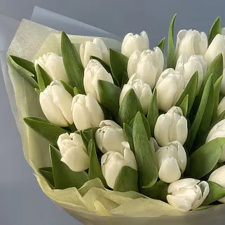 Букет из 25 белых тюльпанов