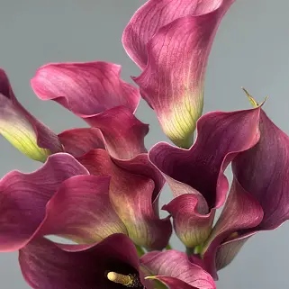 Раскидистый букет невесты из темных калл