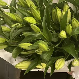 Букет из 15 белых лилий