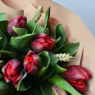 Букет из 15 красных пионовидных тюльпанов с колосками