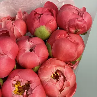 Букет из 11 пионов Coral Sunset