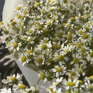 Букет ромашек S