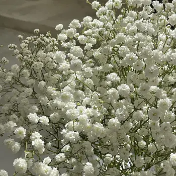 Интерьерный букет из 5 веточек гипсофилы