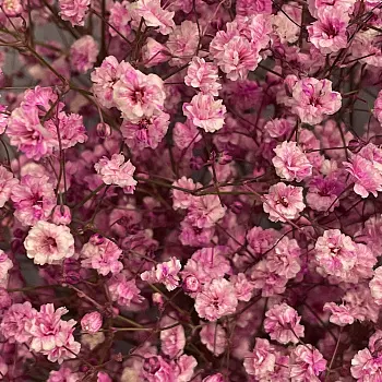 Букет из 11 веточек розовой гипсофилы