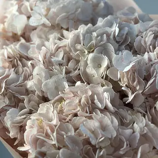 Букет из 5 розовых гортензий