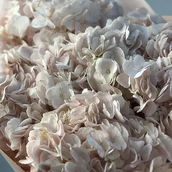 Букет из 5 розовых гортензий