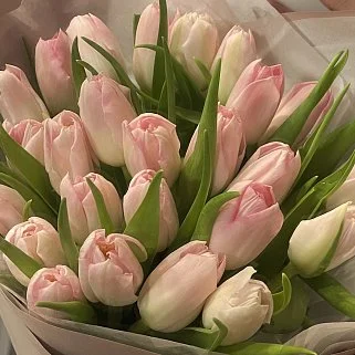 Букет из 25 розовых тюльпанов