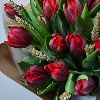 Букет из 25 красных пионовидных тюльпанов с колосками