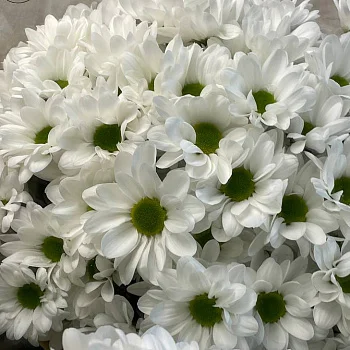 Букет из 11 белых кустовых хризантем Bacardi