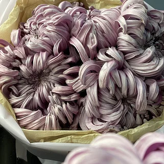 Букет из 5 хризантем Vienna Pink