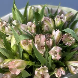 Букет из 9 розовых альстромерий