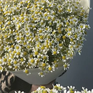 Букет ромашек L