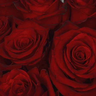 Букет из 15 красных роз 60см