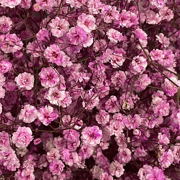 Букет из 15 веточек розовой гипсофилы