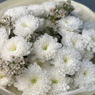 Букет из 5 хризантем Baltica и ваксфлауэра