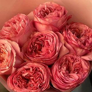 Букет пионовидных роз Pink Expression XS