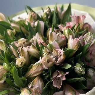 Букет из 15 розовых альстромерий