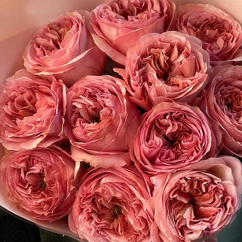 Букет пионовидных роз Pink Expression S