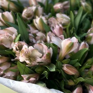 Букет из 21 розовой альстромерии