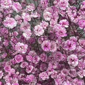 Букет из 9 веточек розовой гипсофилы