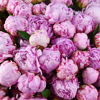 Букет из 101 розового пиона