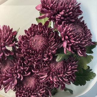 Букет из 7 хризантем Bigoudi