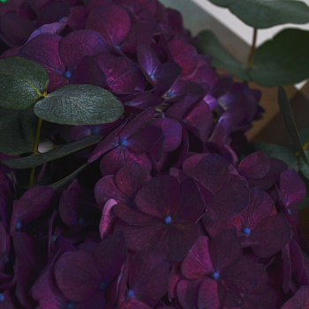 Букет из 3 фиолетовых гортензий и эвкалипта