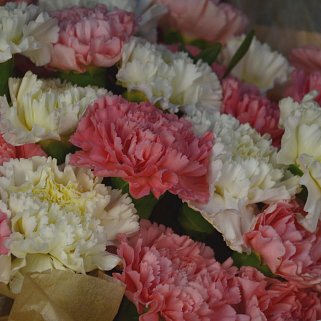 Букет из 35 белых и розовых диантусов